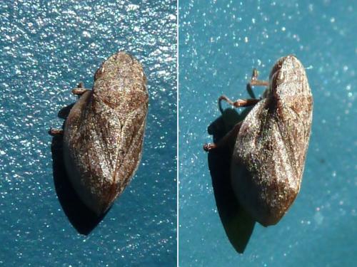Lepyronia coleoptrata
